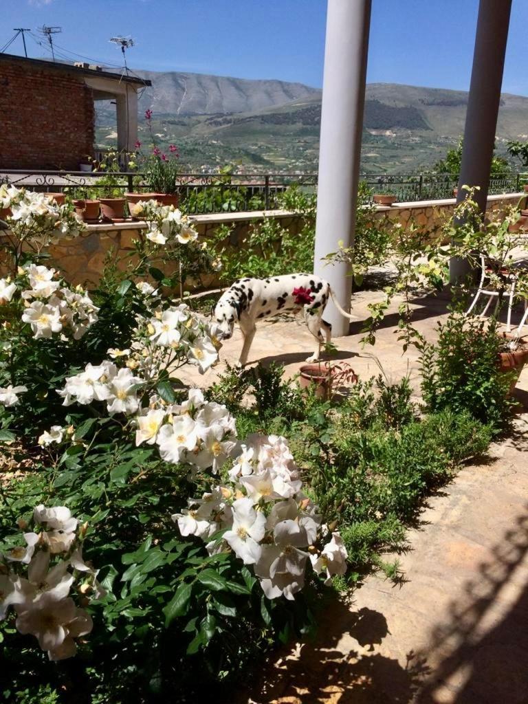 Guesthouse Villa Rosa Berat Zimmer foto