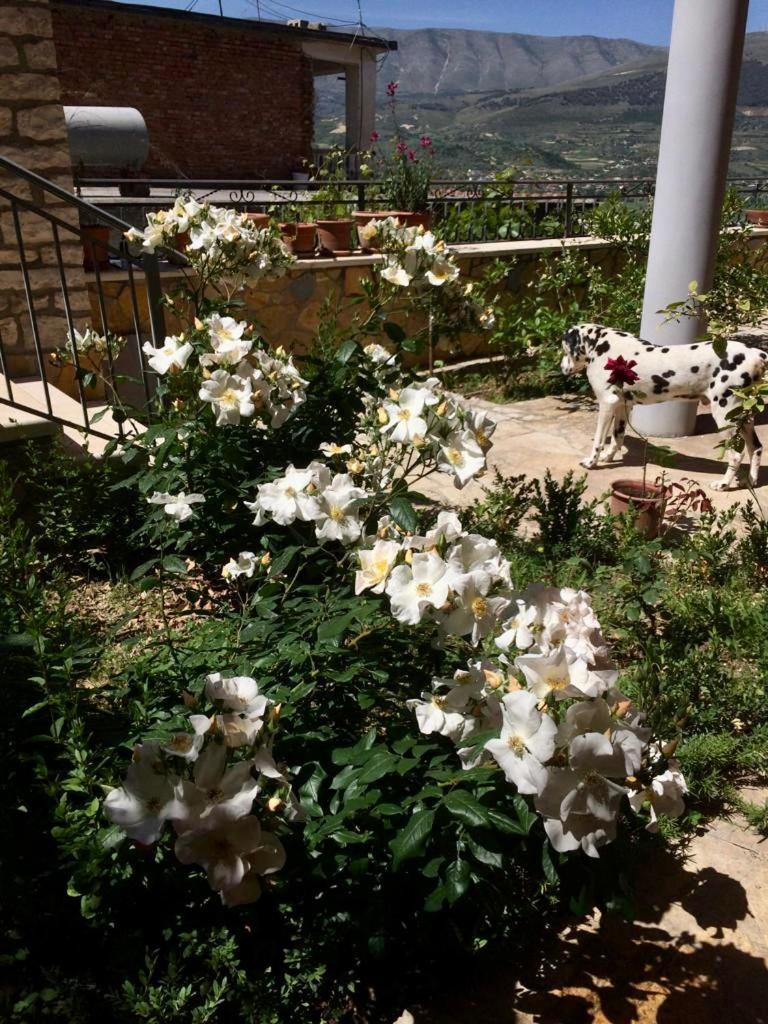 Guesthouse Villa Rosa Berat Zimmer foto